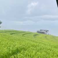 หน้าฝนที่ป่าบงเปียง