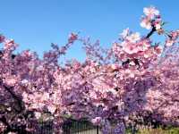 【京都府】早咲きの河津桜