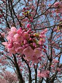 Chasing Sakura at Shioiri Park 🌸