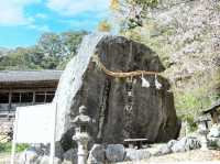 Chasing Sakura at Kawara Shrine