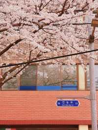 : 제주 가볼만 한 곳 : 제주 전농로 벚꽃길