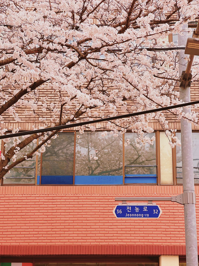 : 제주 가볼만 한 곳 : 제주 전농로 벚꽃길