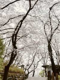 Temi's Spring Walk: Urban Nature's Delight