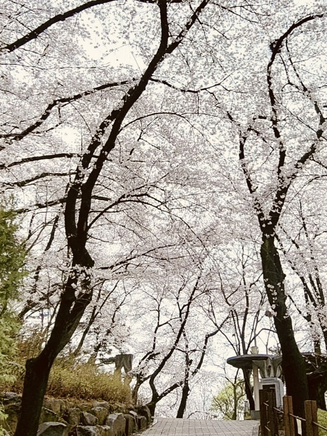 Temi's Spring Walk: Urban Nature's Delight