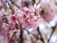 Springtime in Tokyo: Daikanyama TENOHA🌸