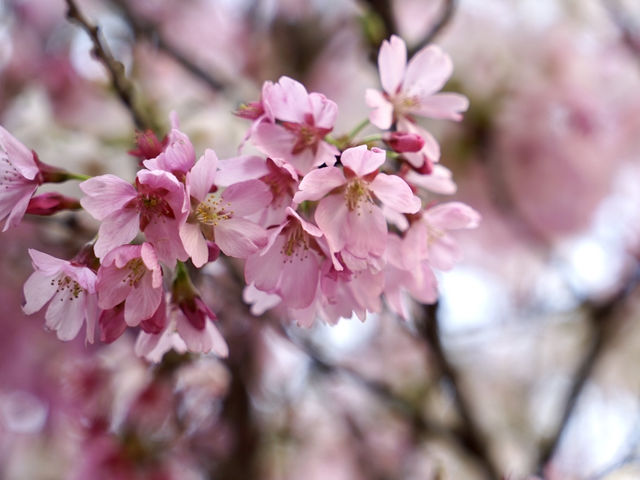 Springtime in Tokyo: Daikanyama TENOHA🌸