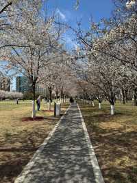 Chasing Sakura in Binhai, Tinjian