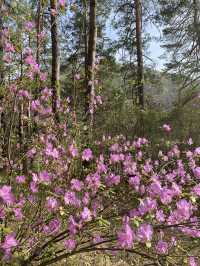 🌺 Spring Rhododendron on Altai