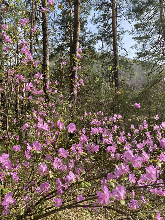 🌺 Spring Rhododendron on Altai