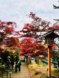 【日本山梨】新倉山淺間公園：步入秋天的畫卷