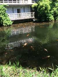 【鎌倉アルプス:北鎌倉・山之内・今泉の秘境から二階堂まで。散在ヶ池公園・陰陽滝・天園ハイキングコース 】