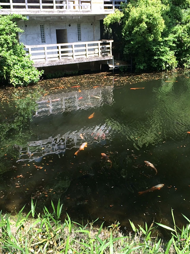 【鎌倉アルプス:北鎌倉・山之内・今泉の秘境から二階堂まで。散在ヶ池公園・陰陽滝・天園ハイキングコース 】