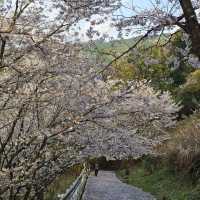 藻巖山·高地櫻花秘境