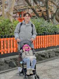 日本櫻花景點！祇園白川