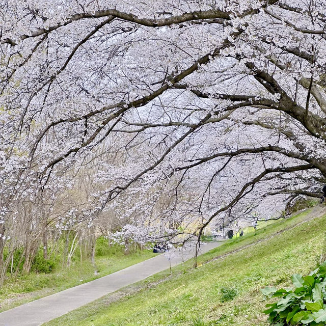 櫻花仙境～真駒內公園  