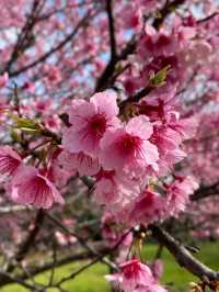 🌸** 關西櫻花祕境**🌸