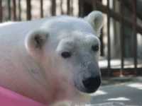 とべ動物園の白くまピース