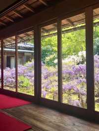 Spring at Myoshin-ji Chokei-in