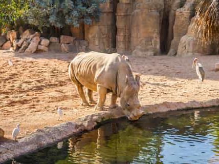 瓦倫西亞動物園
