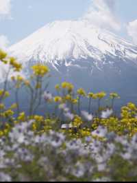 【山梨県】富士山とネモフィラを巡る絶景ドライブコース