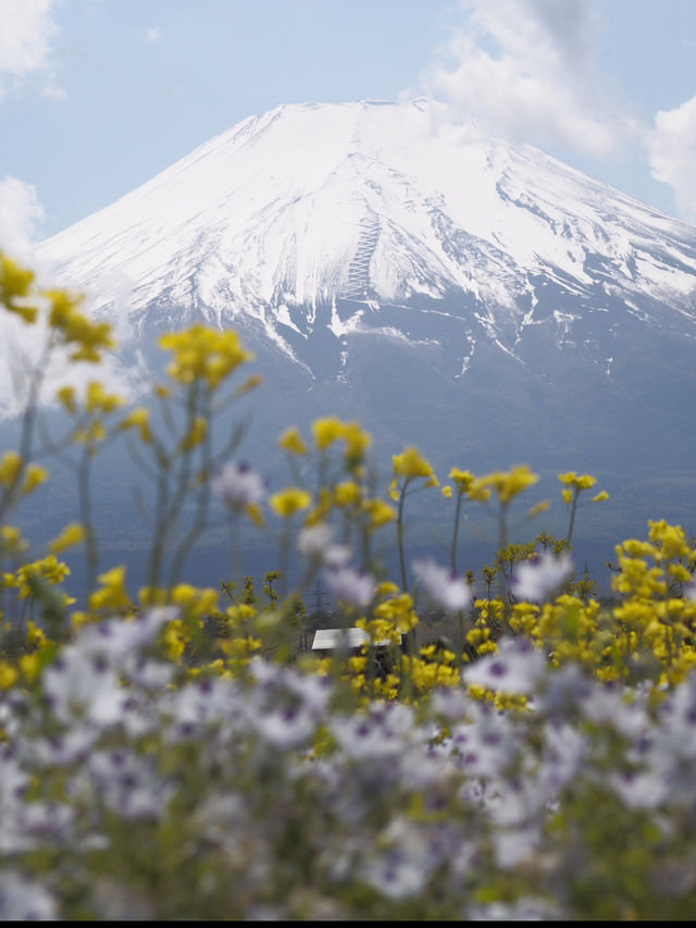 【山梨県】富士山とネモフィラを巡る絶景ドライブコース