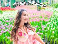  อัปเดตทิวลิปสุดสวยที่ Miracle of Natural