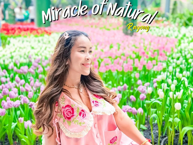  อัปเดตทิวลิปสุดสวยที่ Miracle of Natural