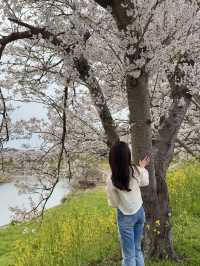 【兵庫】桜のトンネル