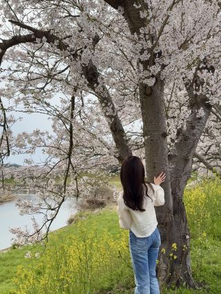 【Hyogo】Cherry Blossom Tunnel