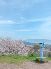 穴場の絶景桜スポット🌸💓