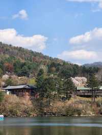 Chasing Cherry Blossoms: The Magic of Nami Island