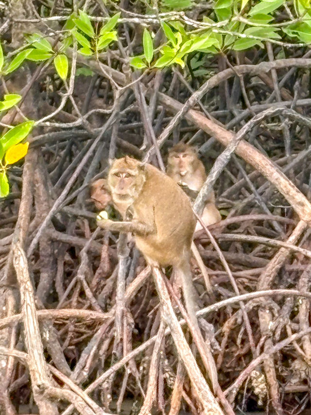 Island Hopping Around Phi Phi Islands