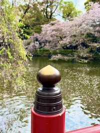 Spring Visit to Mishima Taisha – A Cherry Blossom Delight