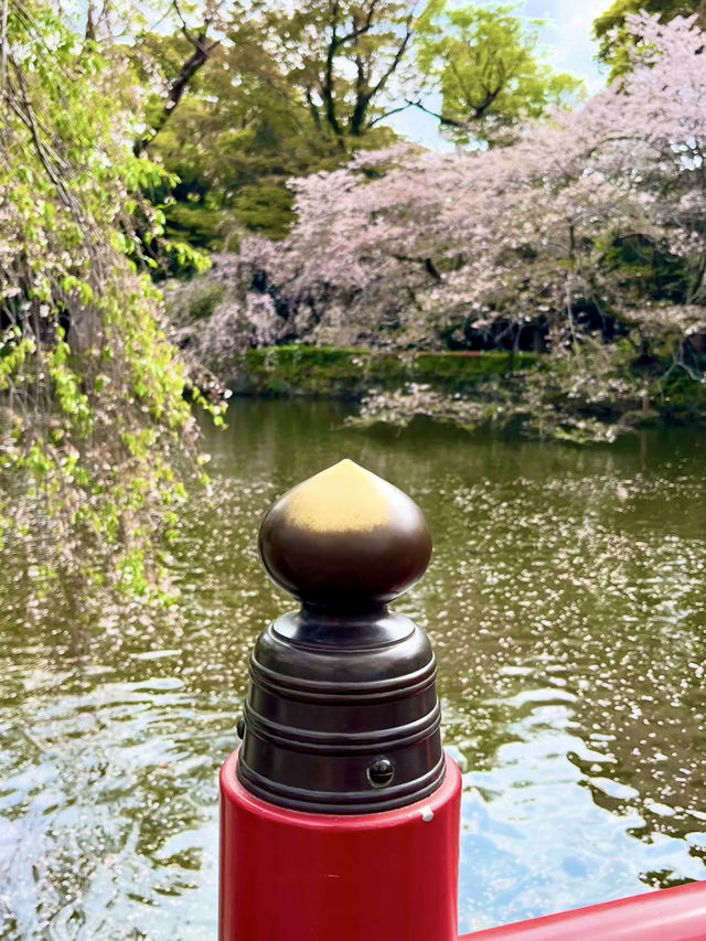 Spring Visit to Mishima Taisha – A Cherry Blossom Delight