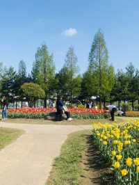Yurim Park's Tulip Tapestry: An April Day's Delight 🌷☀️