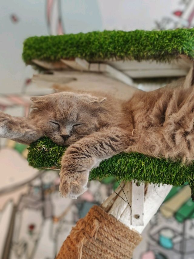 Caturday fuur cat lovers in downtown Bangkok