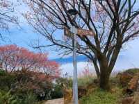 汐止大尖山步道，賞櫻兼健行半日遊 Go