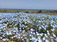 Hitachi Seaside Park, Ibaraki