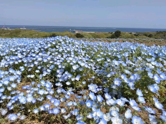 Hitachi Seaside Park, Ibaraki