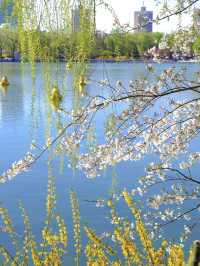 Beijing Exclusive: The Romance of Spring, with Cherry Blossoms Hanging in the Air 🌸