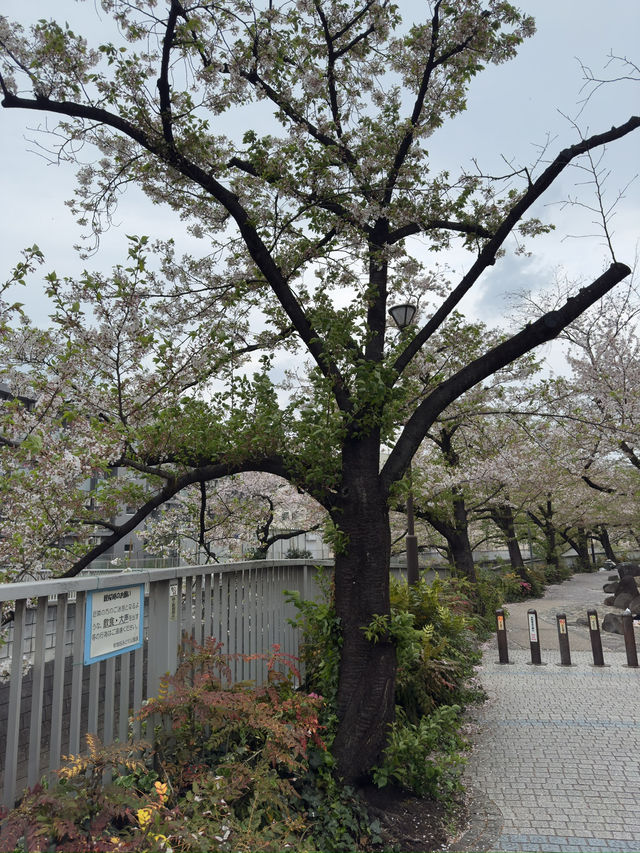 東京｜神田川櫻並木的春日盛宴