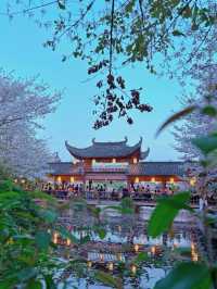 Cherry Blossoms at Mengxi Garden
