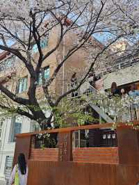 お店の中に桜がある!?桜を見ながらくつろげるカフェ🌸