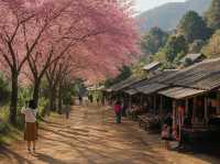 🌸 Khun Chang Khian Cherry Blossoms: Chiang Mai’s Hidden Pink Paradise! 🌸