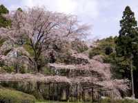 🌿 Kyoto Botanical Gardens: The Ultimate Green Escape (With a Side of Sakura!) 🌸