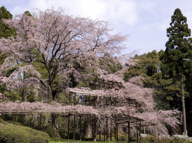 🌿 Kyoto Botanical Gardens: The Ultimate Green Escape (With a Side of Sakura!) 🌸