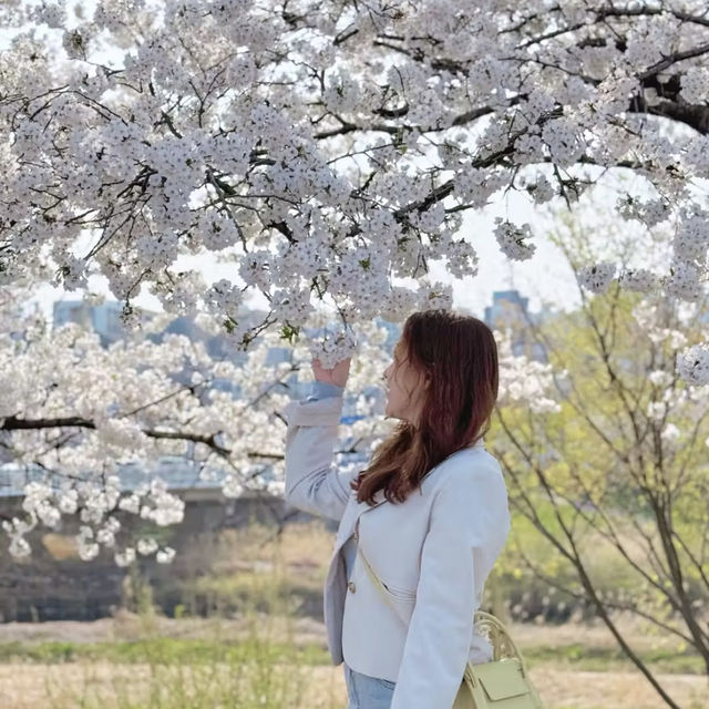 청주 봄 벚꽃 여행 성지 무심천 🌸🌸