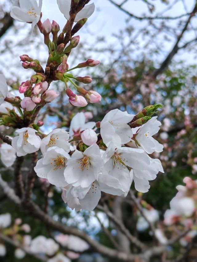 #古都的樱花之韵 #日本京都