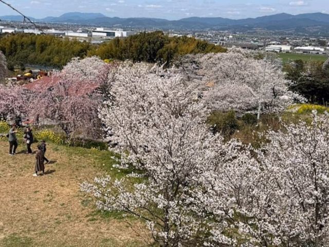 法華原華庭園，高達10公尺的巨大身延垂枝櫻