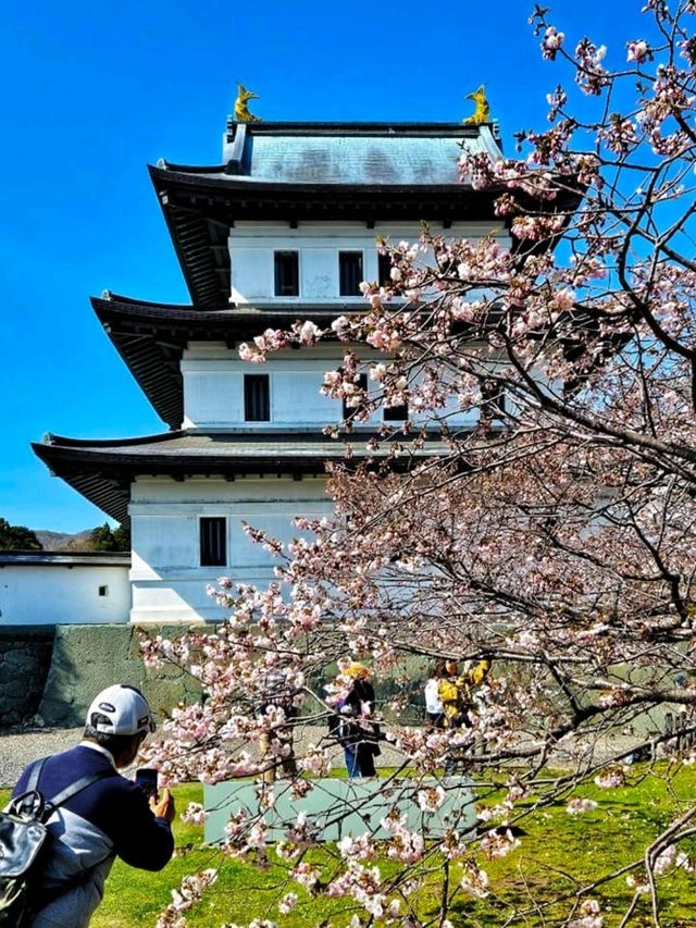 Matsumae Castle: A Springtime Gem in Hokkaido